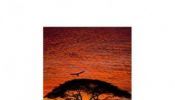 Fotomural Komar African Sunset 4-501