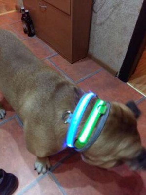 Colar para cães/gato luz LEDs